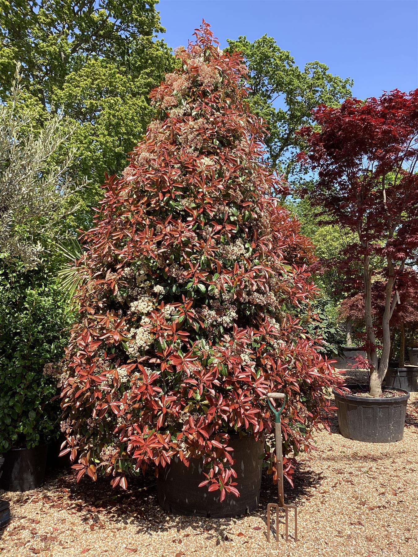 Photinia Red Robin | Christmas berry 'Little Red Robin' - Cone - 400-450cm, 375lt