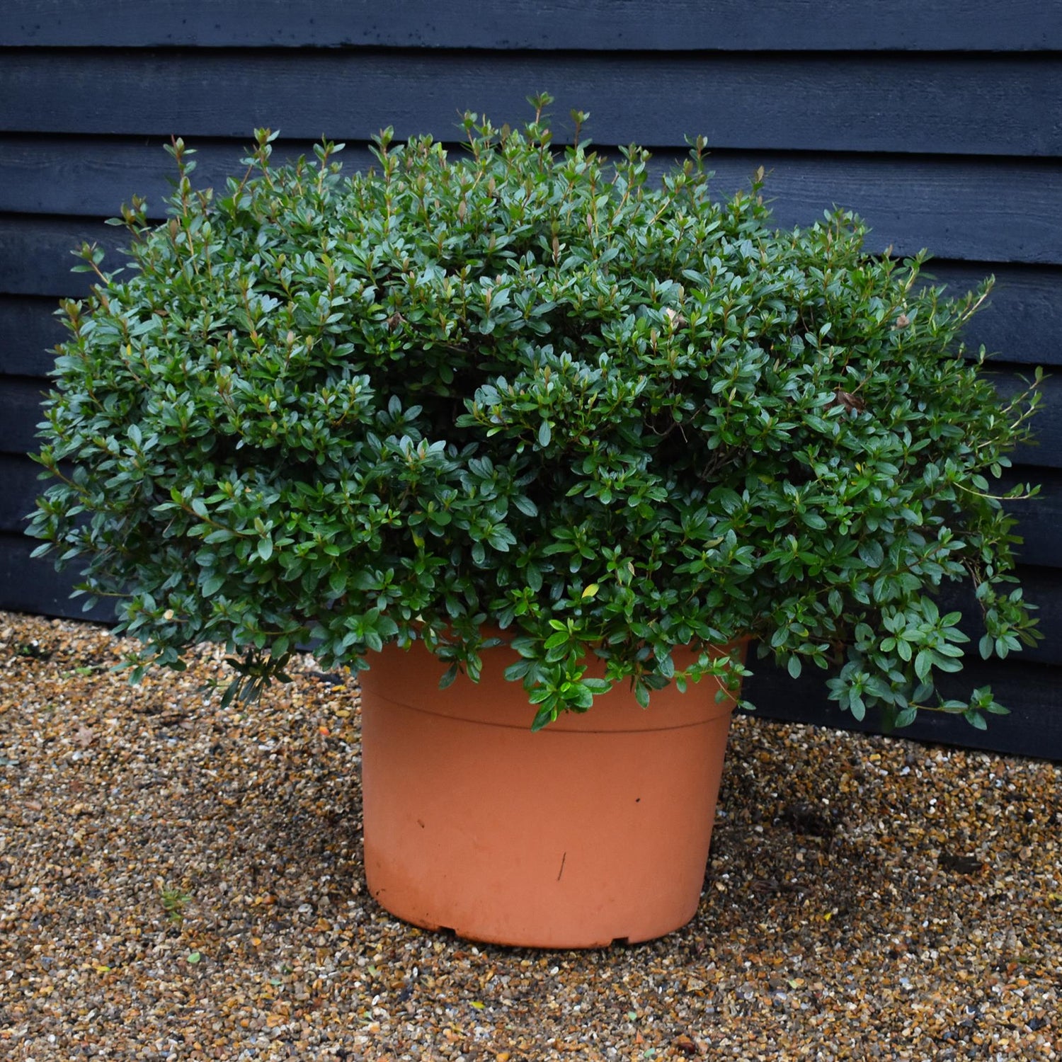 Azalea Japonica | Rhododendron - Ball -  Height 80cm - Width - 100cm - 85lt