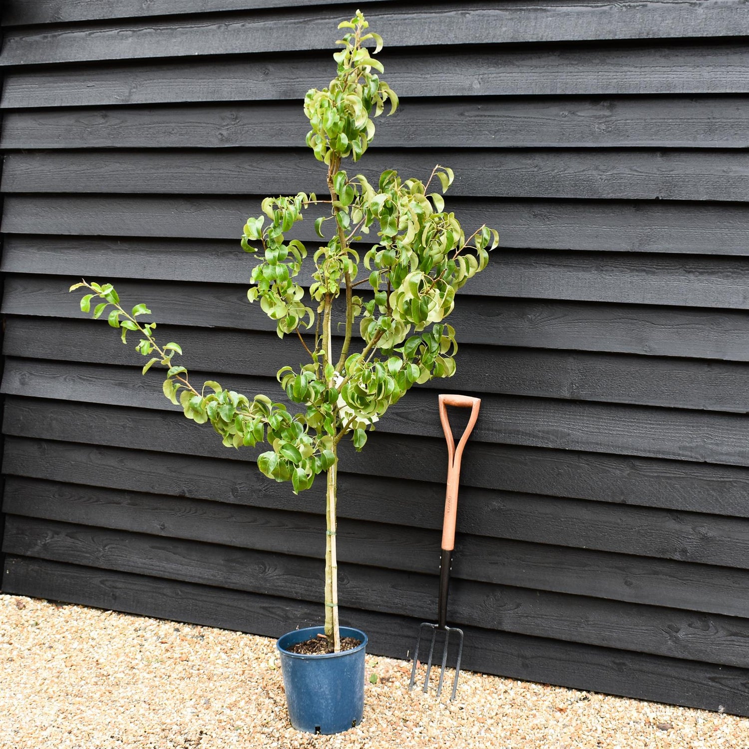 Pear 'Beurre Hardy' | Pyrus communis - 150-160cm - 12lt