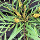 Mahonia eurybracteata 'Soft Caress' - 45-55cm, 5lt