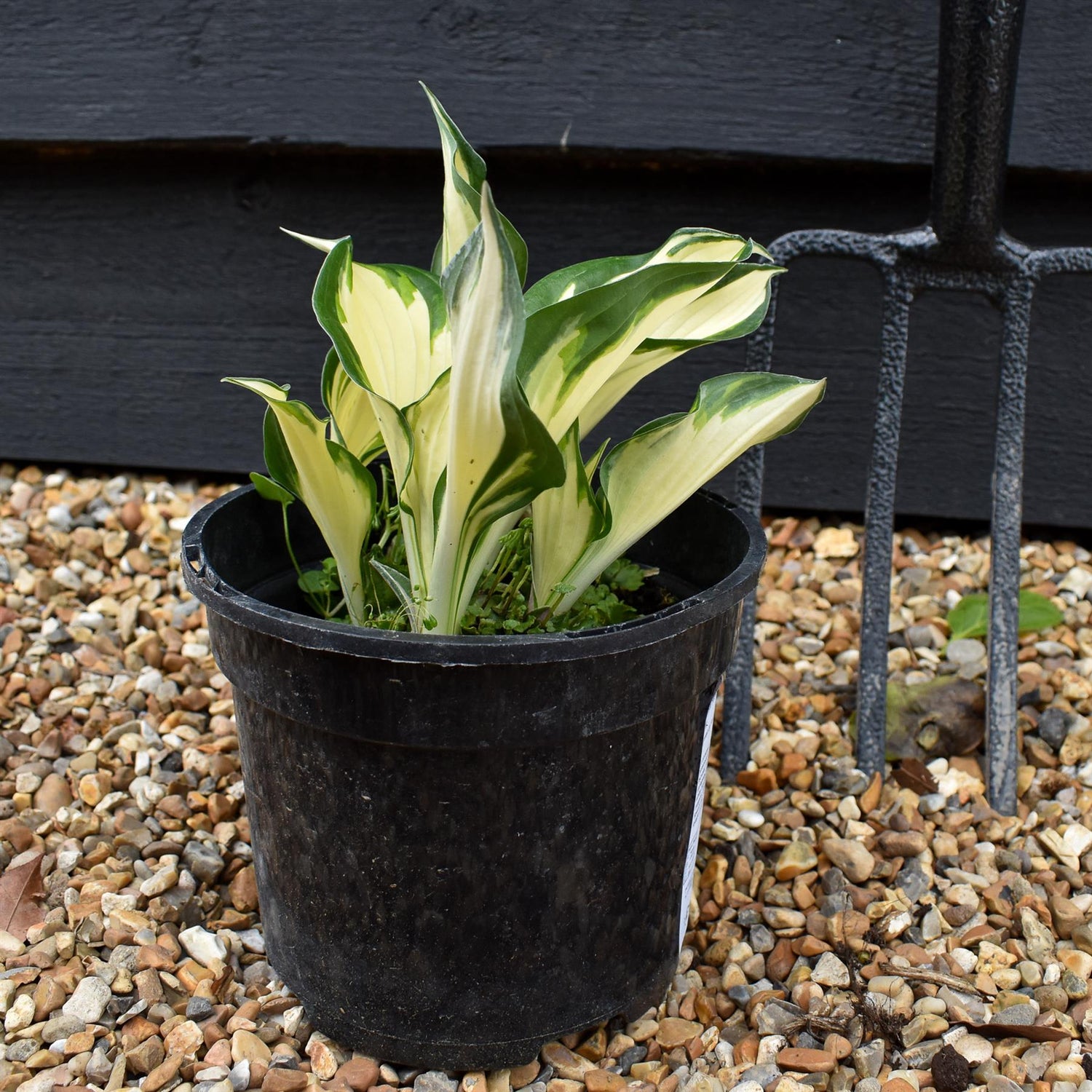 Hosta Plantain Lily Fire & Ice - 10-20cm - 2lt