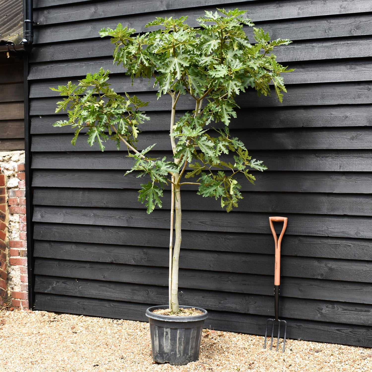 Fig | Ficus carica 'Ice Crystal' - Half Standard - Height 180-200cm - 35lt