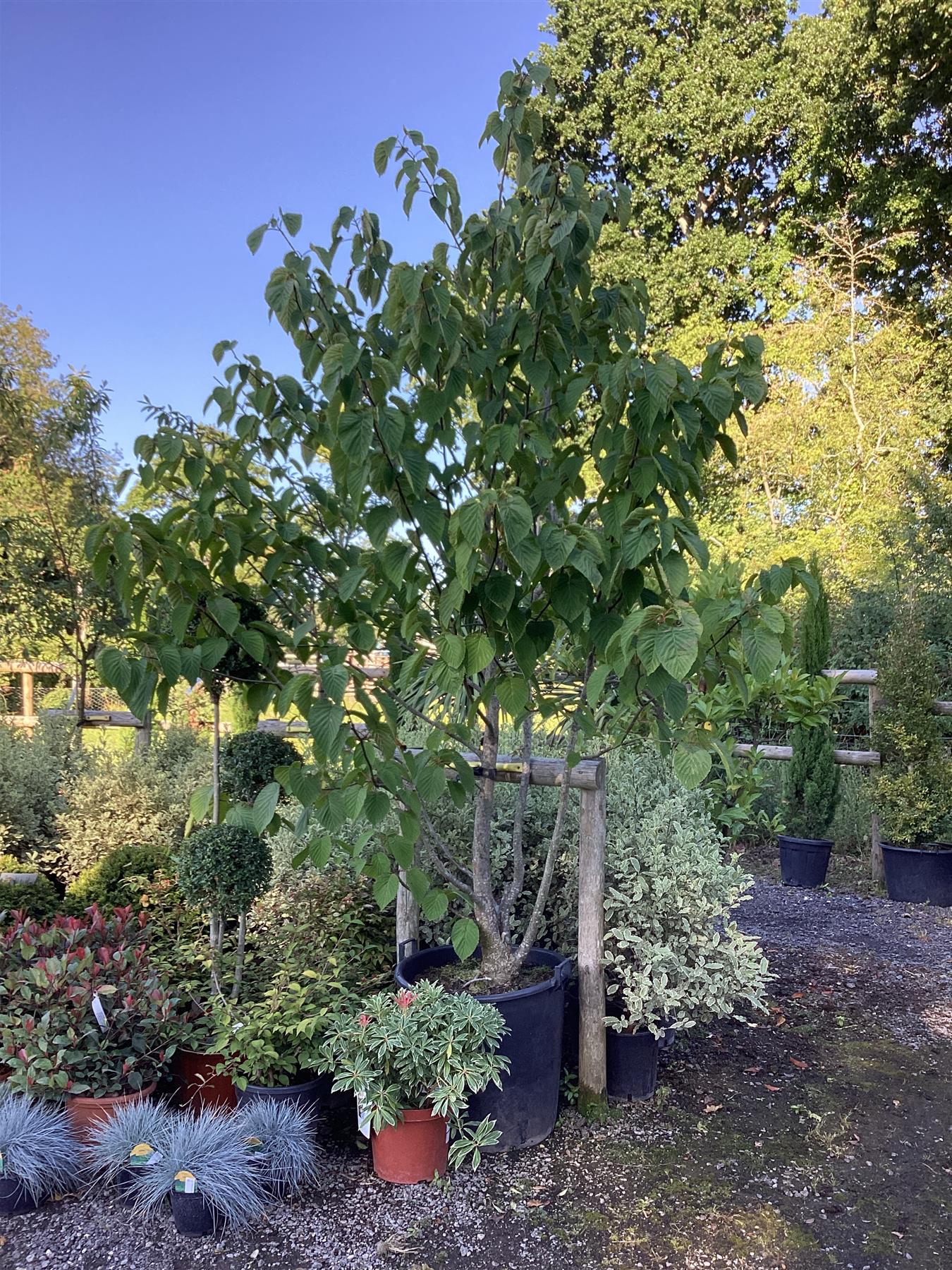 Davidia involucrata | Dove Tree - 380-410cm, 90lt