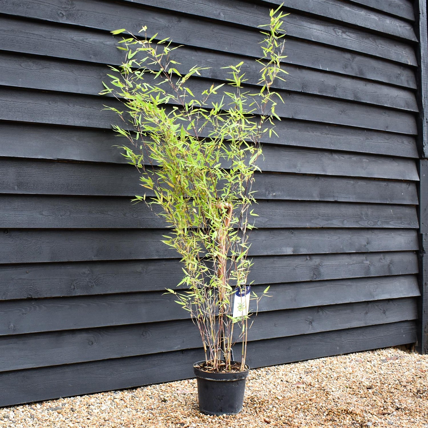 Fargesia nitida 'Black Pearl' | Black Pearl Bamboo - 140-160cm - 7.5lt