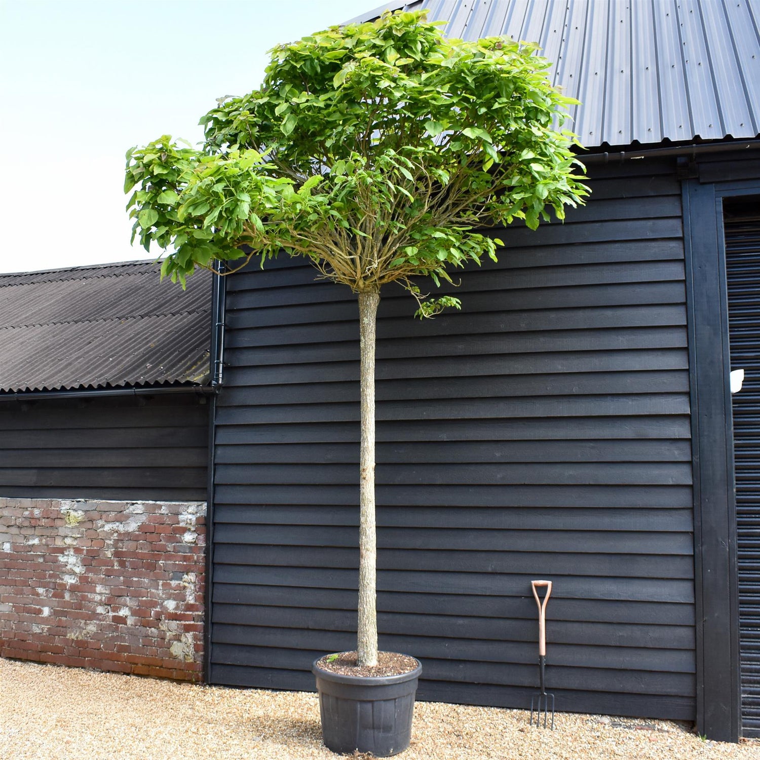 Catalpa Bungei | Indian bean tree - Girth 20cm - 350-360cm - 130lt