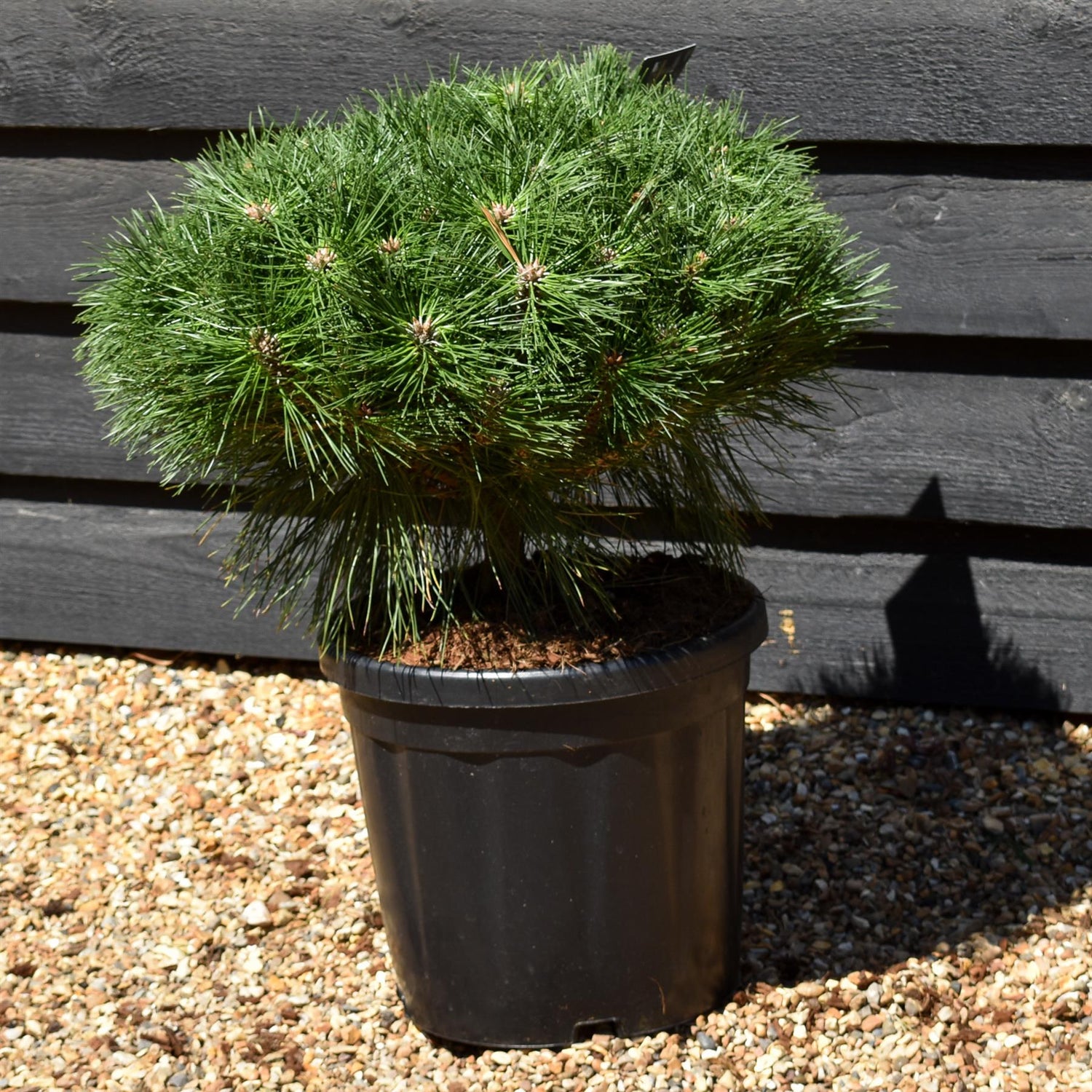 Pinus Nigra 'Brepo' - Stem 20cm - Height 60cm-70cm - Width 50cm-60cm - 18lt