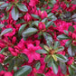 Azalea Japonica Rosa Gretten| Rhododendron Rosa Gretten - 70-80cm, 15lt