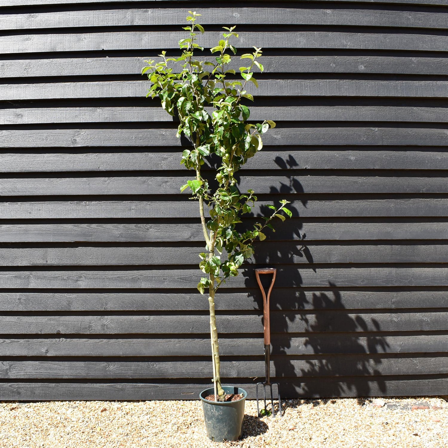 Apple tree 'Blenheim Orange' | Malus domestica - MM106 - Semi-Dwarfing - 150-160cm - 10lt