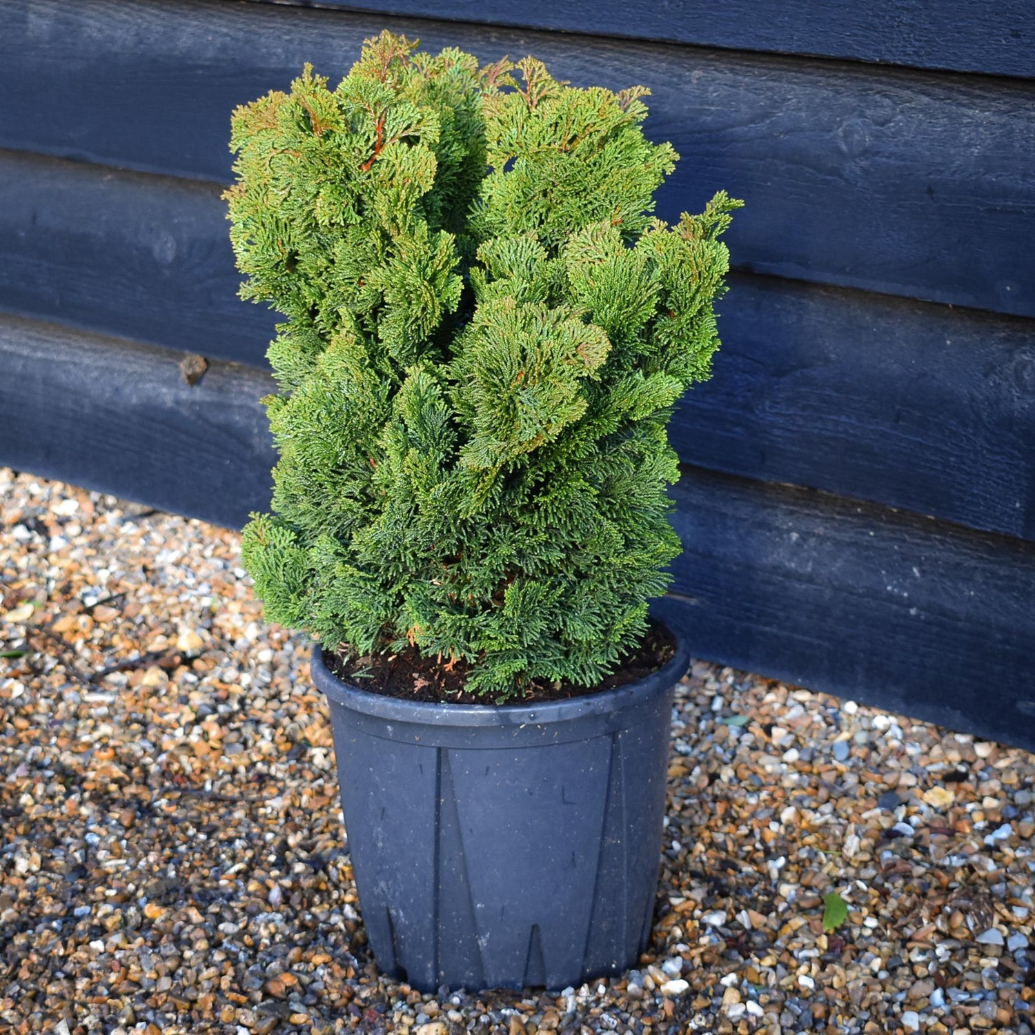 Dwarf Hinoki Cypress | Chamaecyparis obtusa 'Nana Gracilis' -Shrub - Height 40-45cm -7lt