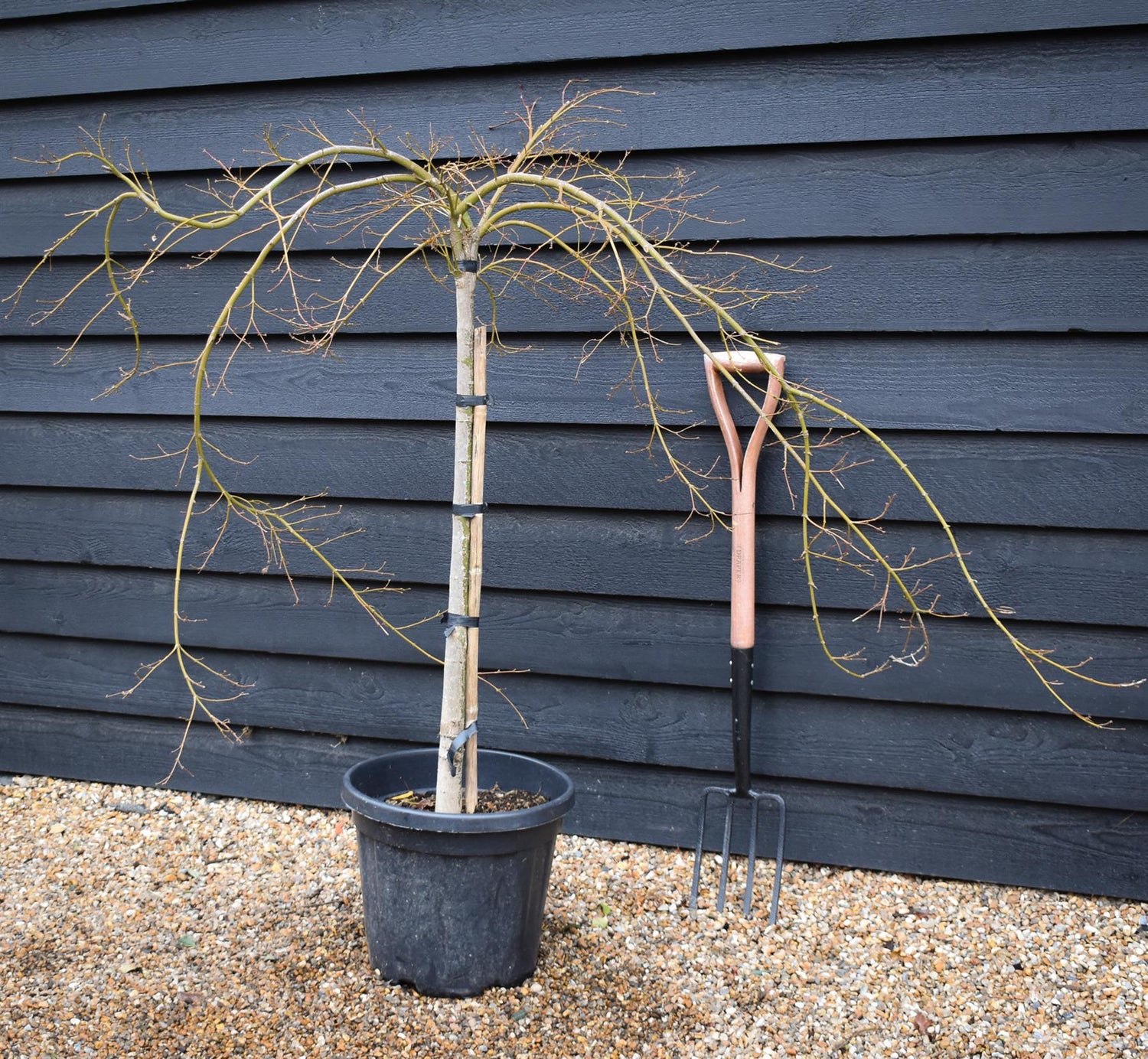 Acer palmatum dissectum 'Virdis' | laceleaf Japanese maple - Clear Stem 75-85cm - Height 100-120cm - 25lt