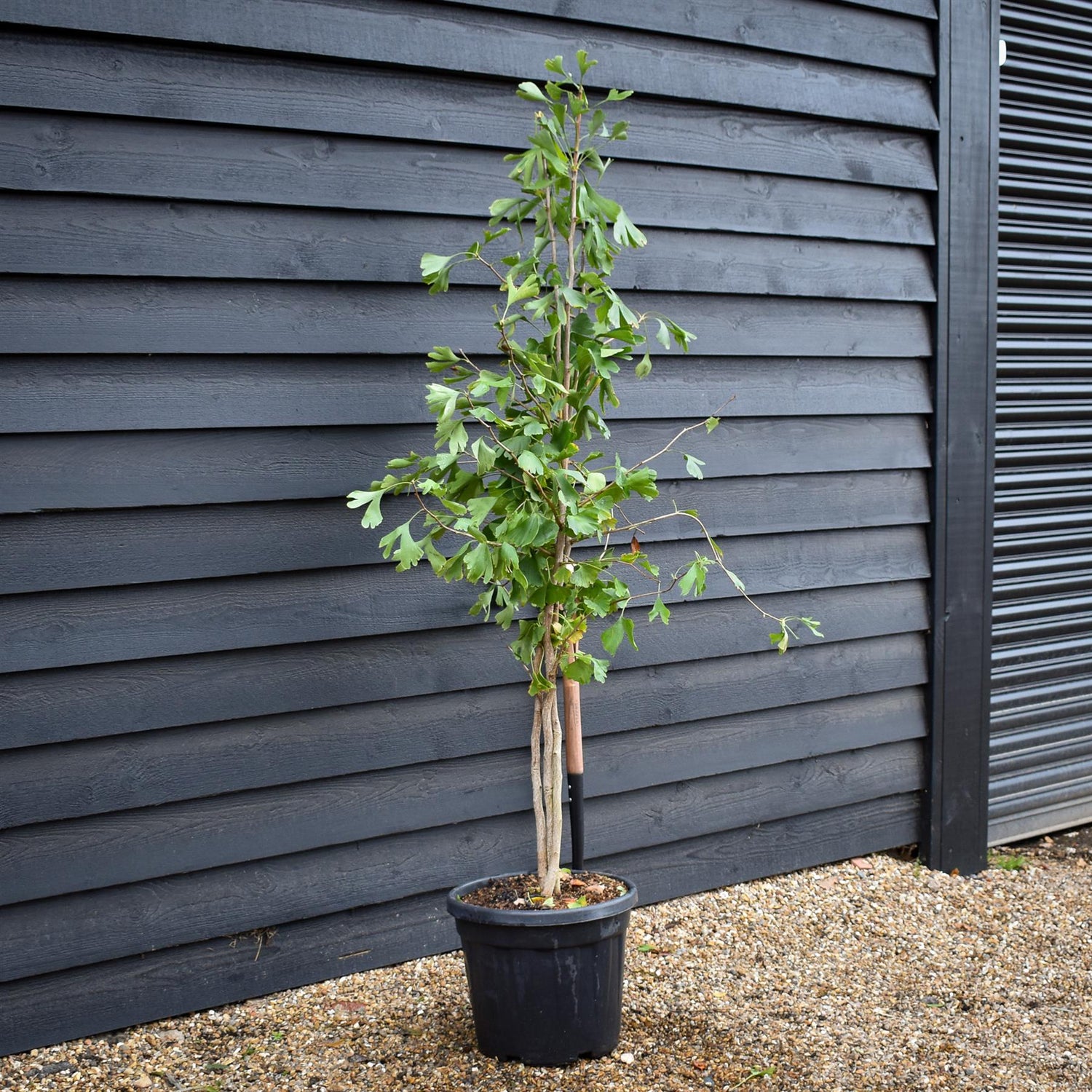 Ginkgo biloba | Maidenhair Tree - Bushy - Height 160-190cm - 30lt
