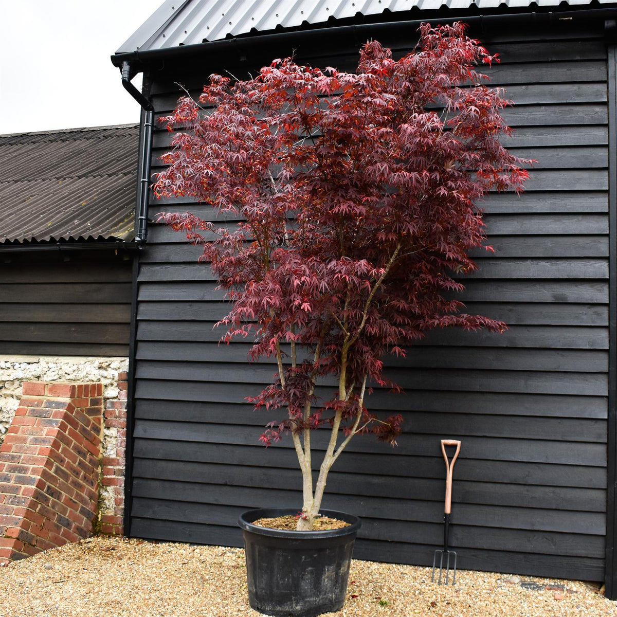 Acer palmatum 'Inosukaza' | Japanese maple  'Inosukaza' - Specimen Tree - Height 300-330cm - 180lt