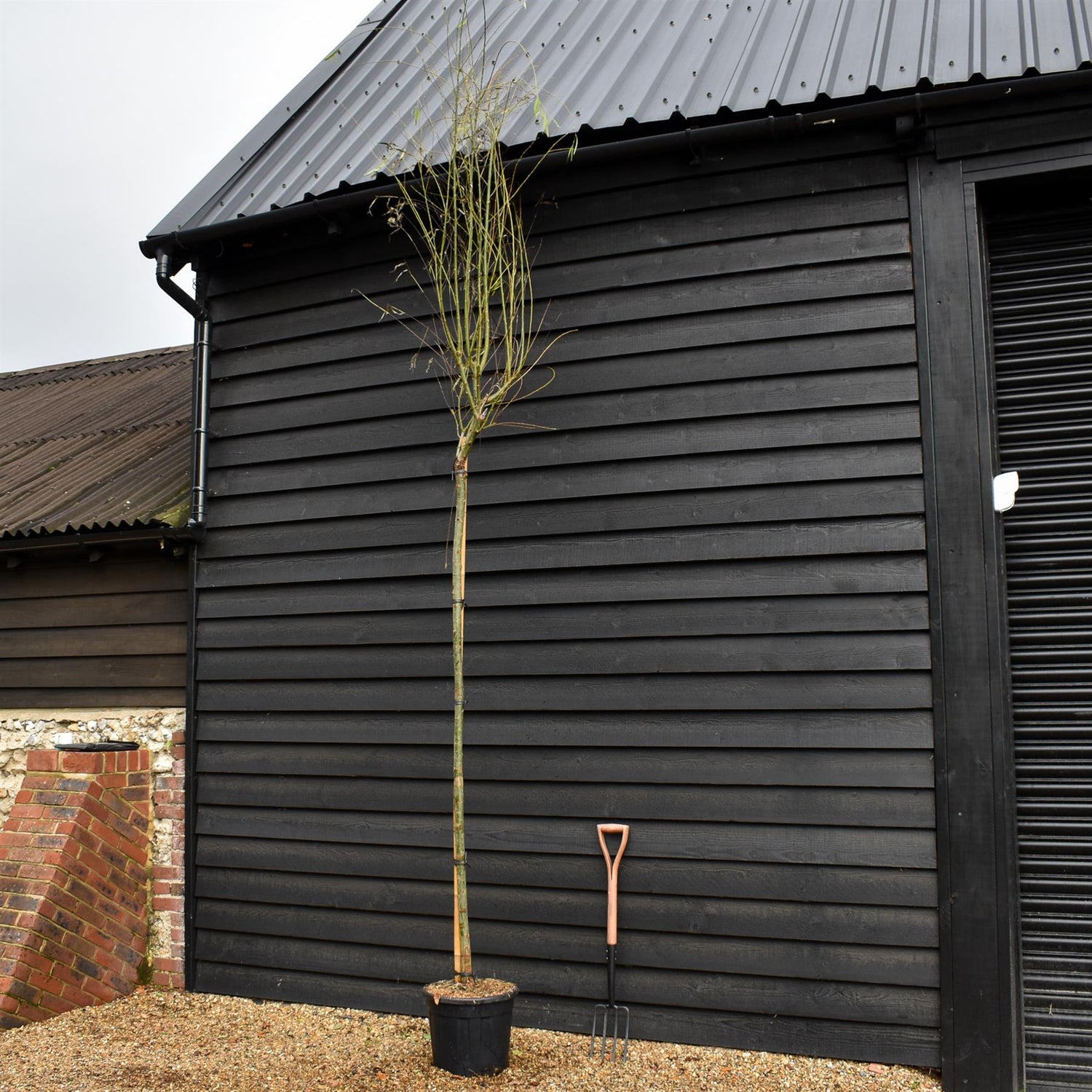 Salix Babylonica Aurea | Golden Weeping Willow -  Clear Stem 200cm - Girth 8-10cm - Height 350-400cm - 70lt