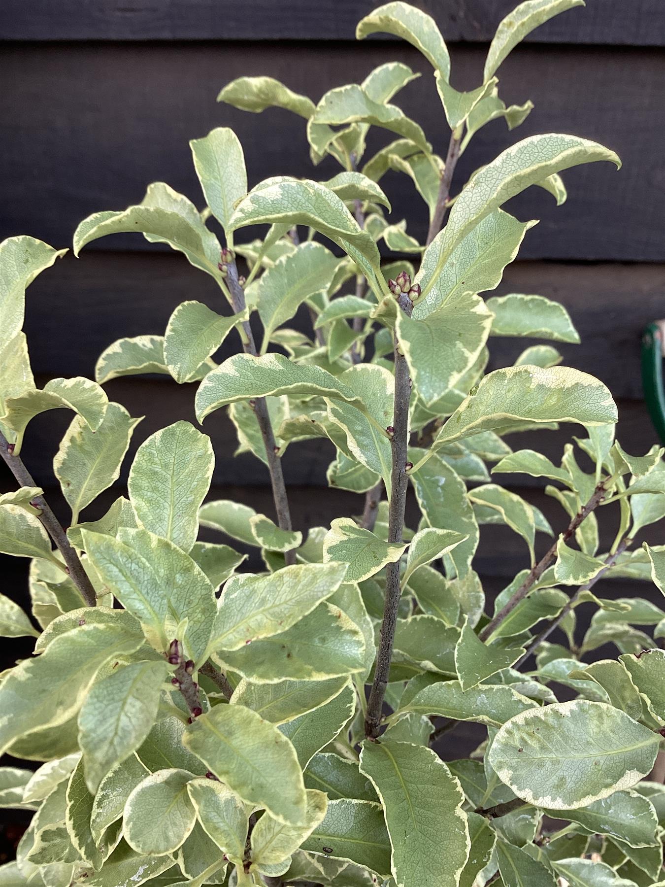 Pittosporum Silver Queen - 100-120cm, 10lt