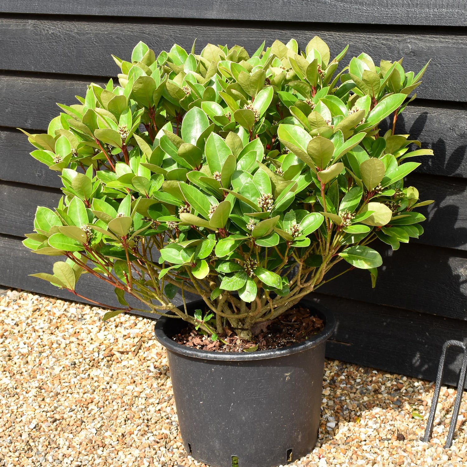 Skimmia japonica | Japanese skimmia - Shrub - Height 40-60cm - 20lt