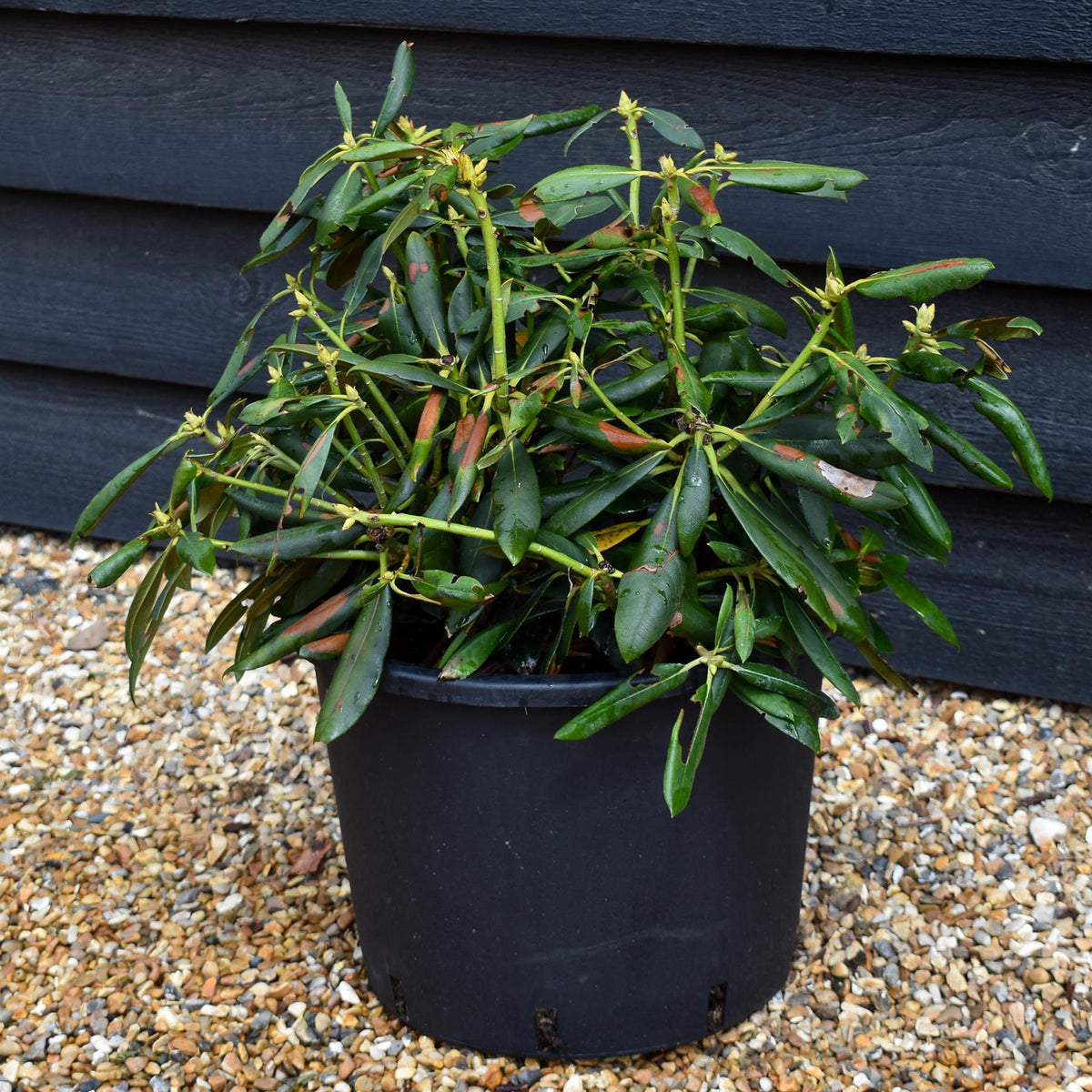 Rhododendron 'Kalinka' - Shrub - Height 60-70cm - 20lt