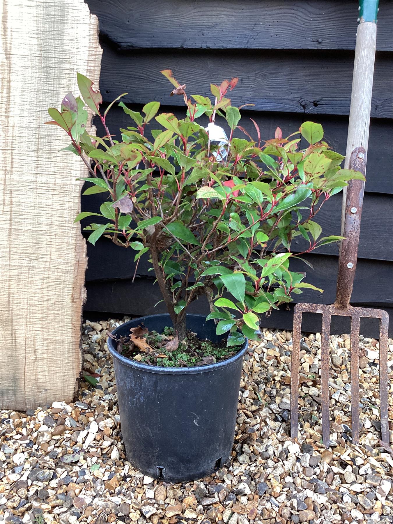 Photinia x fraseri 'Atropurpurea Nana'  7lt