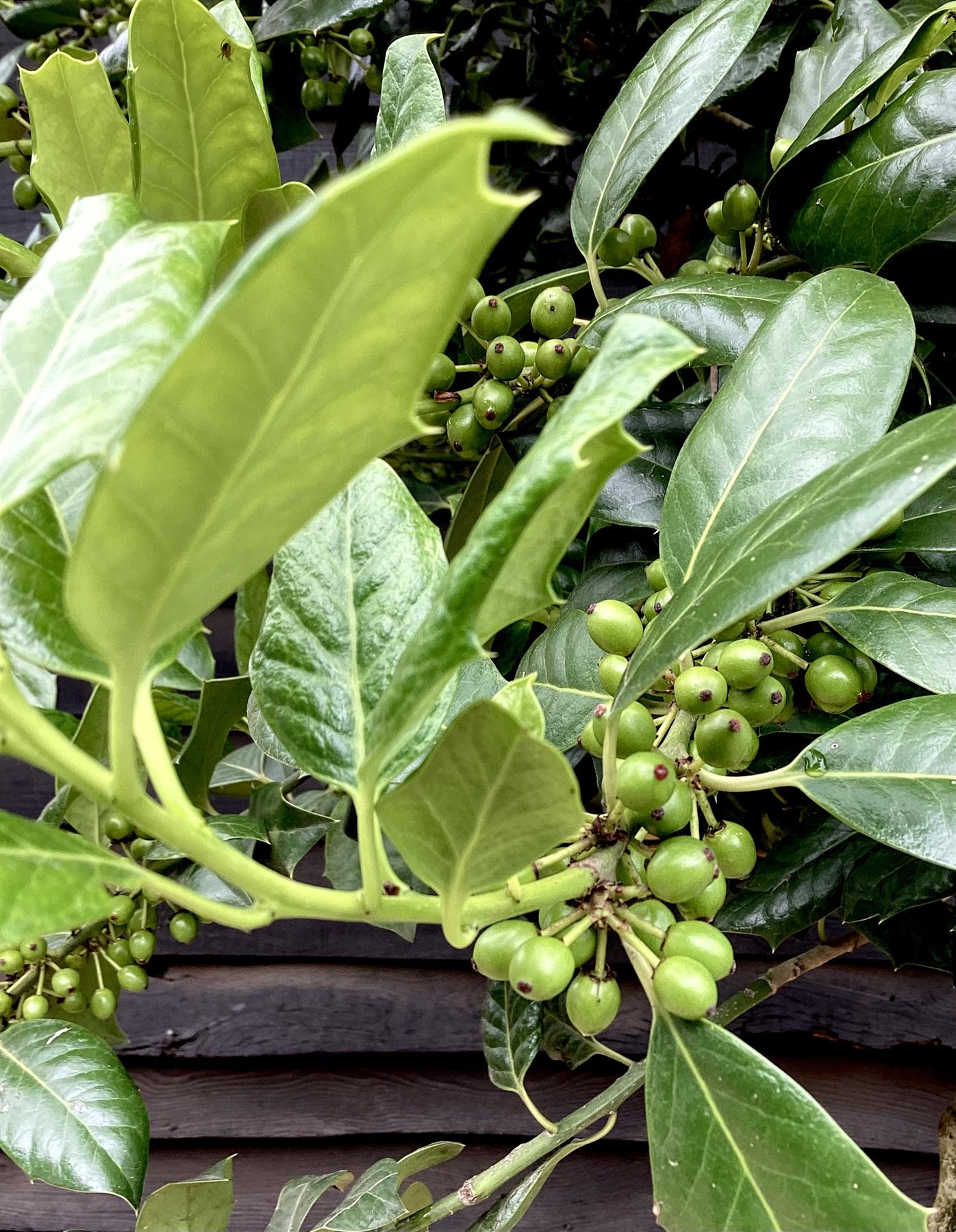 Ilex Nellie R Stevens | Holly 'Nellie R. Stevens' - 230-275cm - 90lt