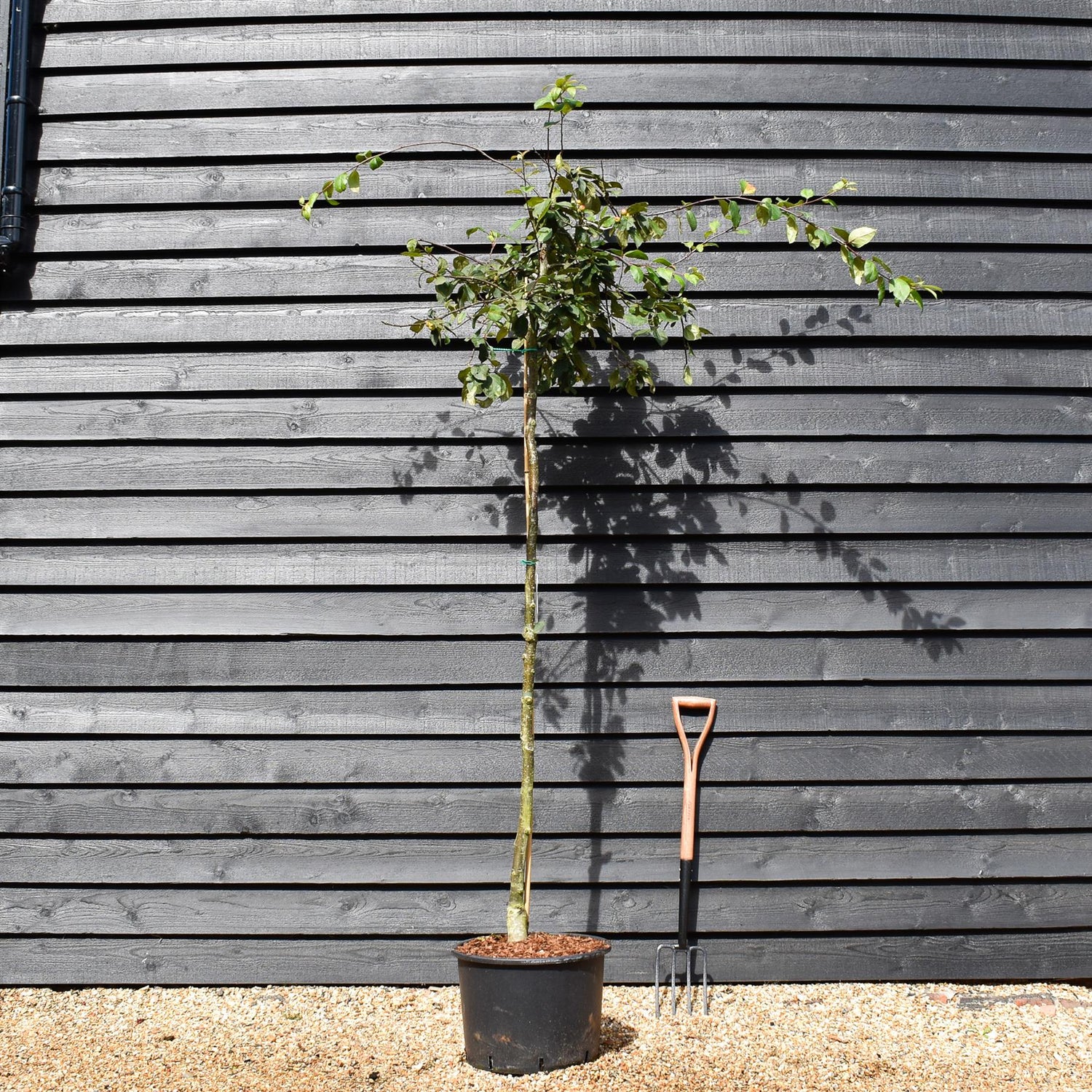 Japanese Crab Apple Tree | Malus Floribunda - Height 250-300cm - Girth 6-8cm - 45lt
