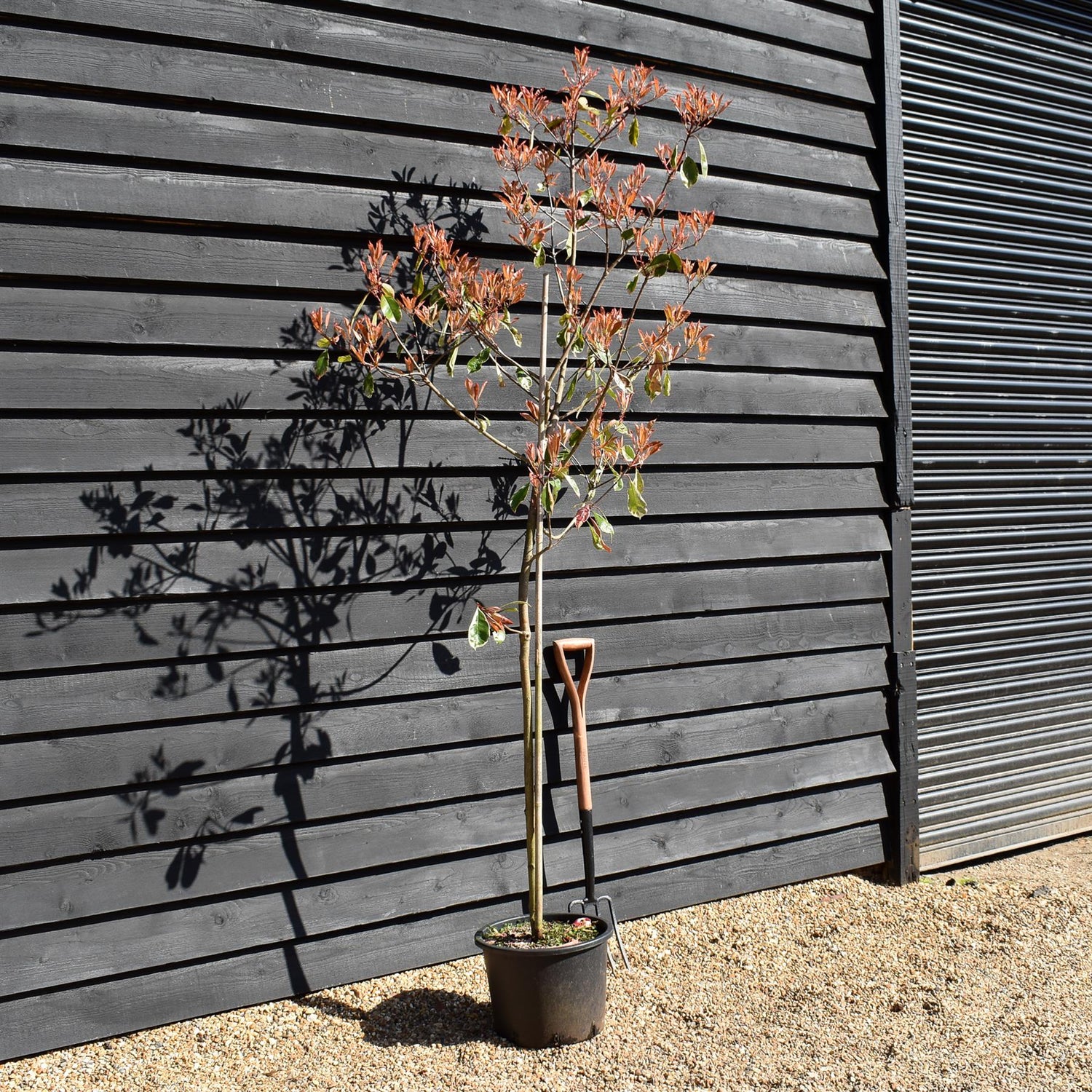 Photinia Louise | Christmas berry 'Louise'  - Height - 170-190cm, 20lt