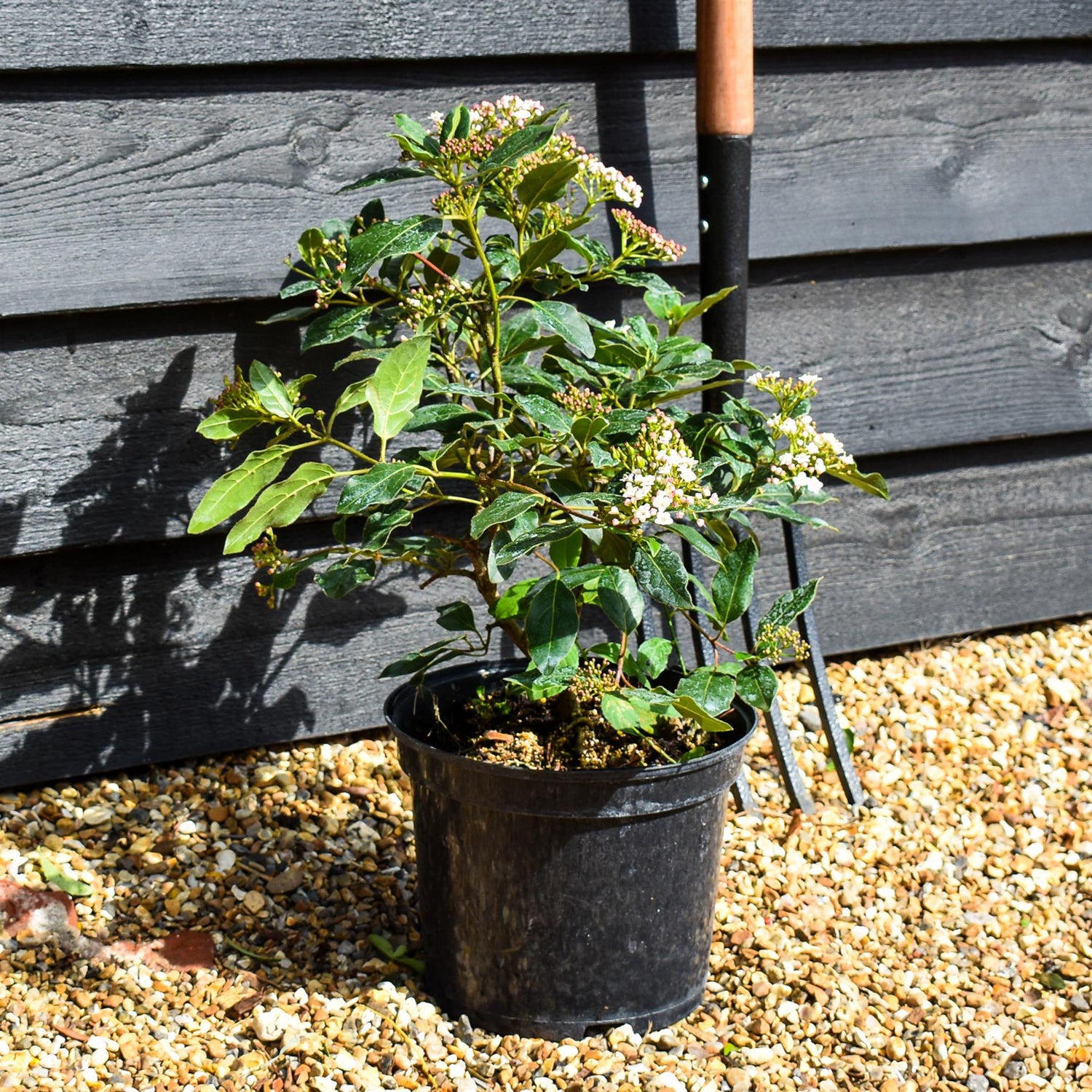 Viburnum tinus 'Gwenllian' - 40-60cm, 5lt