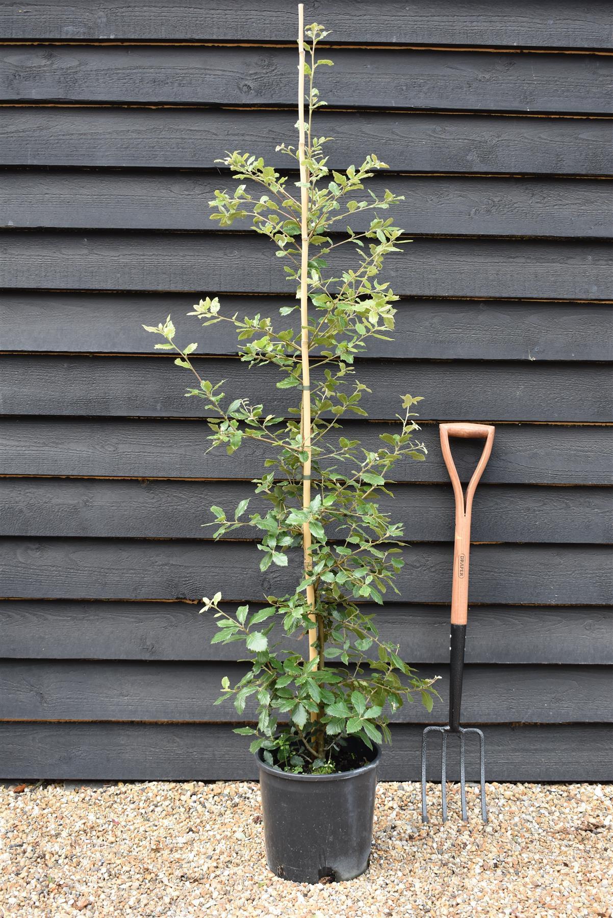Holm Oak | Holly Oak | Quercus ilex | Holm Oak 3-4yr - Height 150-170cm - 12lt