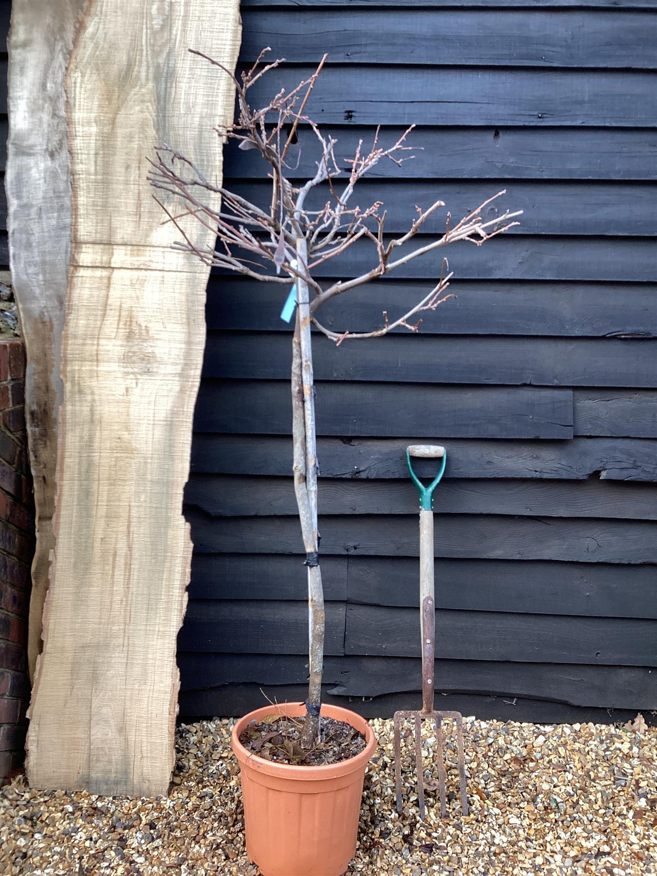 Wisteria Prematura  | Japanese wisteria 'Domino' - 1/2 Standard Clear Stem - Girth 6-8cm - 160-180cm