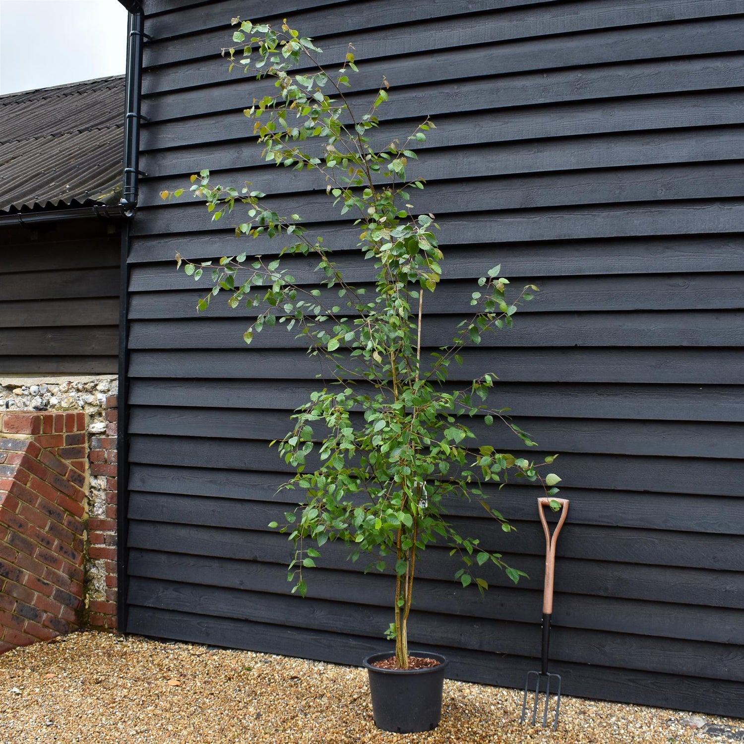 Betula utilis jacquemontii | Kashmir Birch - Multistem - 280cm, 20lt