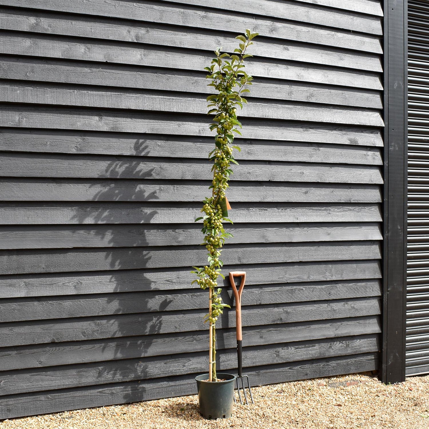Malus 'Golden Hornet' | Flowering Crab Apple Tree, Clear Stem - 180-220cm, 10lt