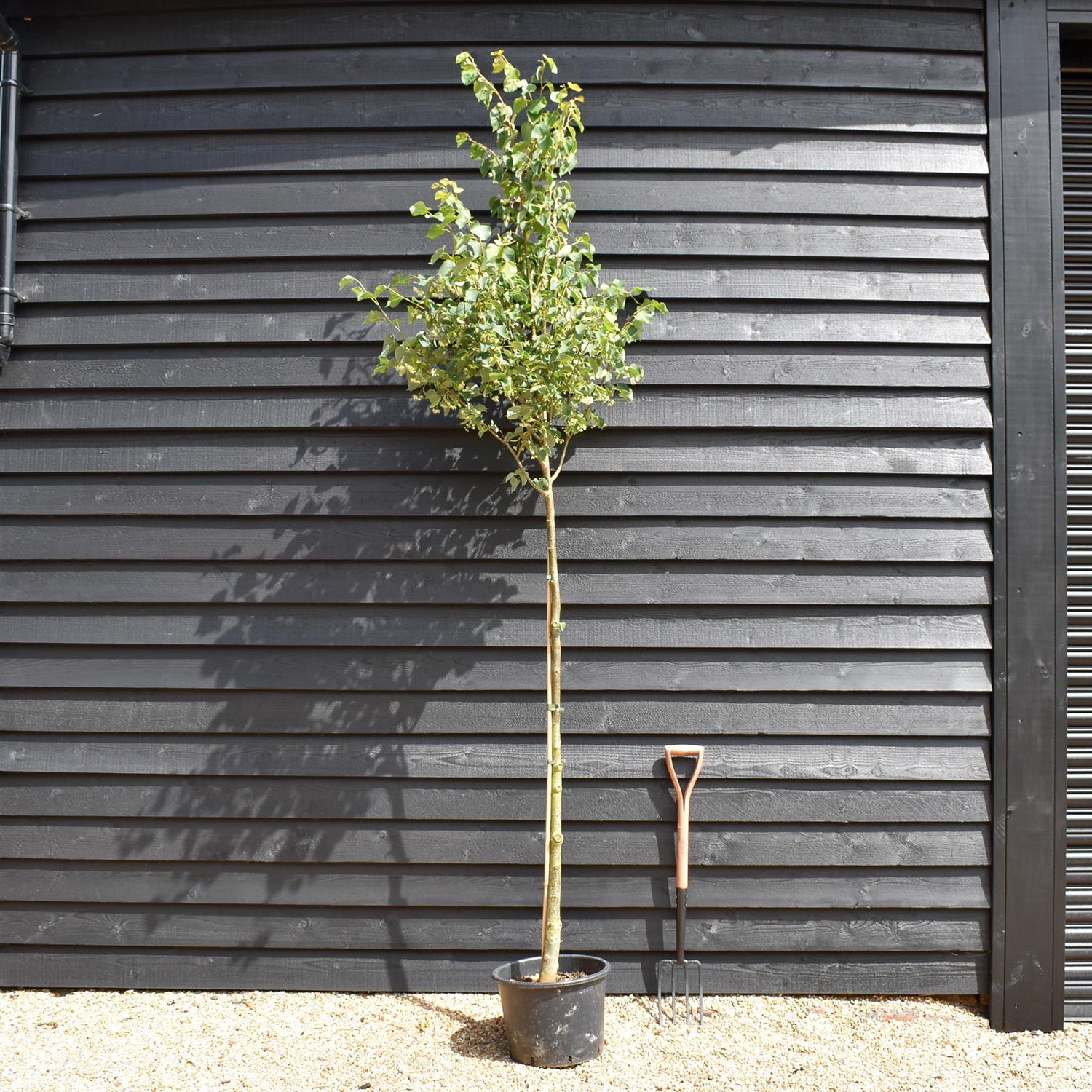 Small-Leaved Lime | Tilia cordata - Height 220-250cm - Girth 6-8cm - 30lt