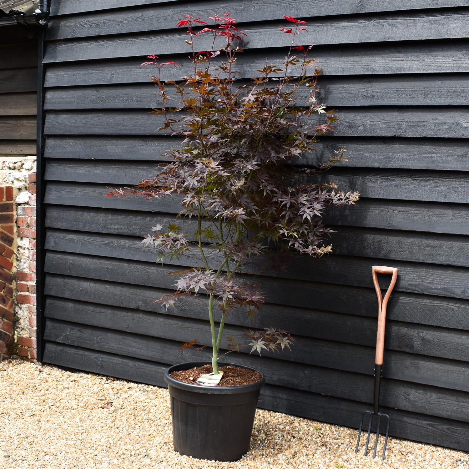 Acer palmatum 'Fireglow' - Height 165-175cm - 55lt