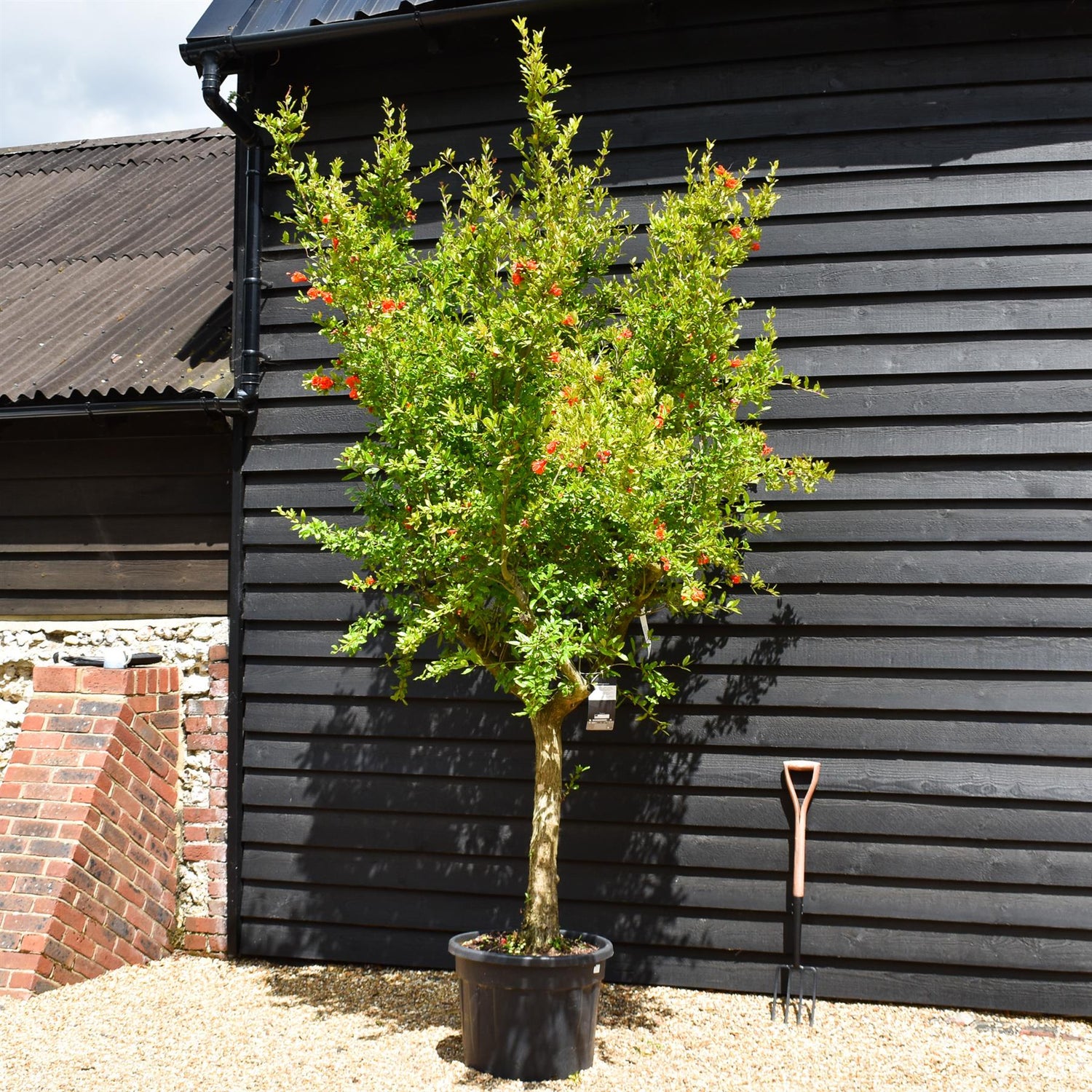 Punica granatum - Pomegranate - Girth 38-40cm - Height 200-220cm - 70lt