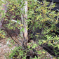 Vitex agnus-castus | Chaste tree - Height 125-140cm -  55lt