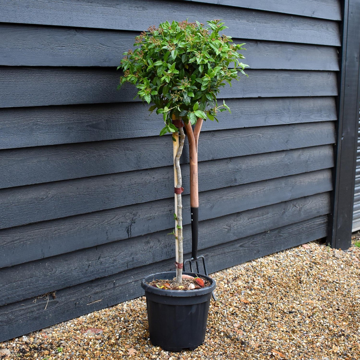 Viburnum Tinus Eve Price | Laurustinus 'Eve Price' - Single Stem - Height 110cm - 15lt