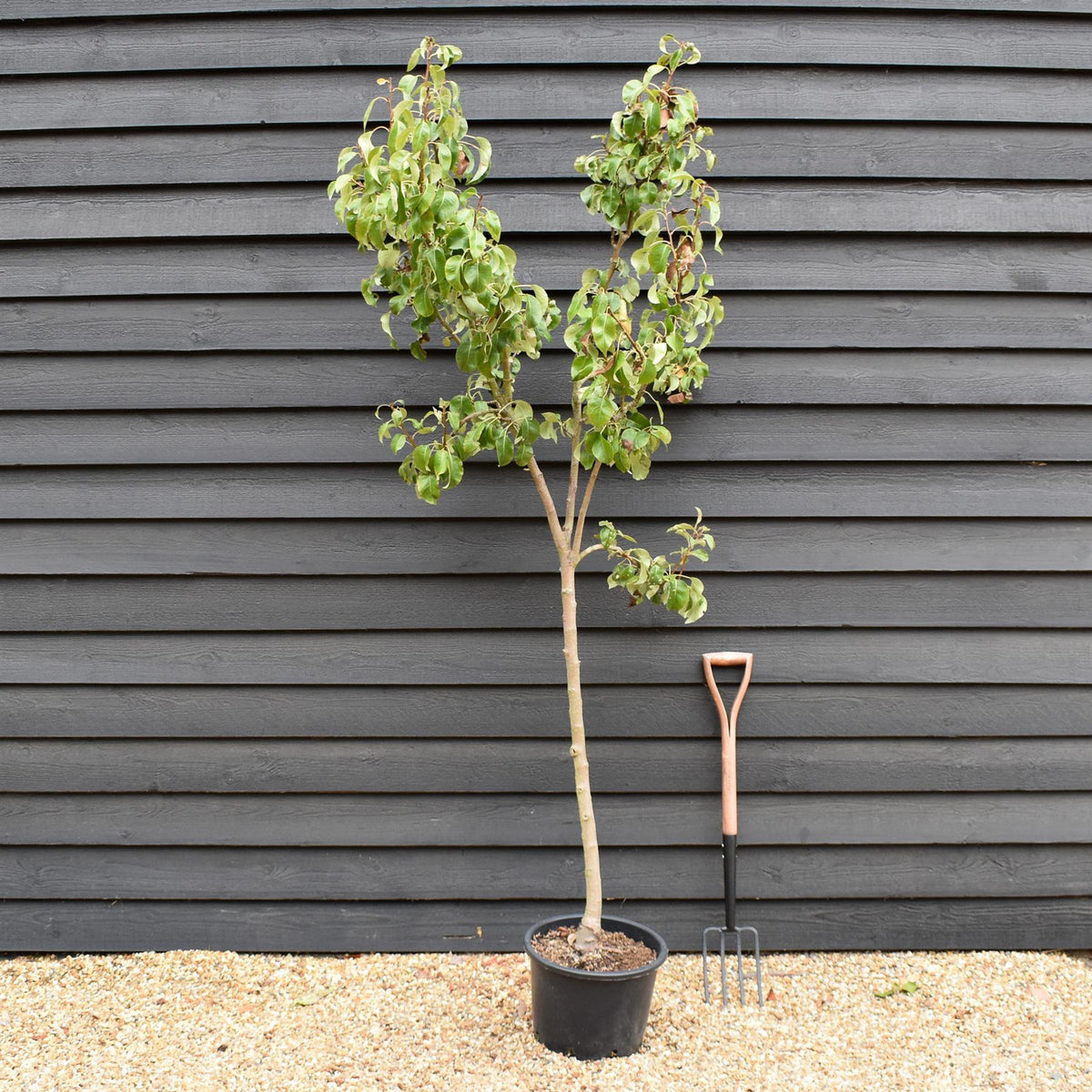 Pear tree 'Conference' | Pyrus communis - Half Standard- Height 160-180cm - 20lt