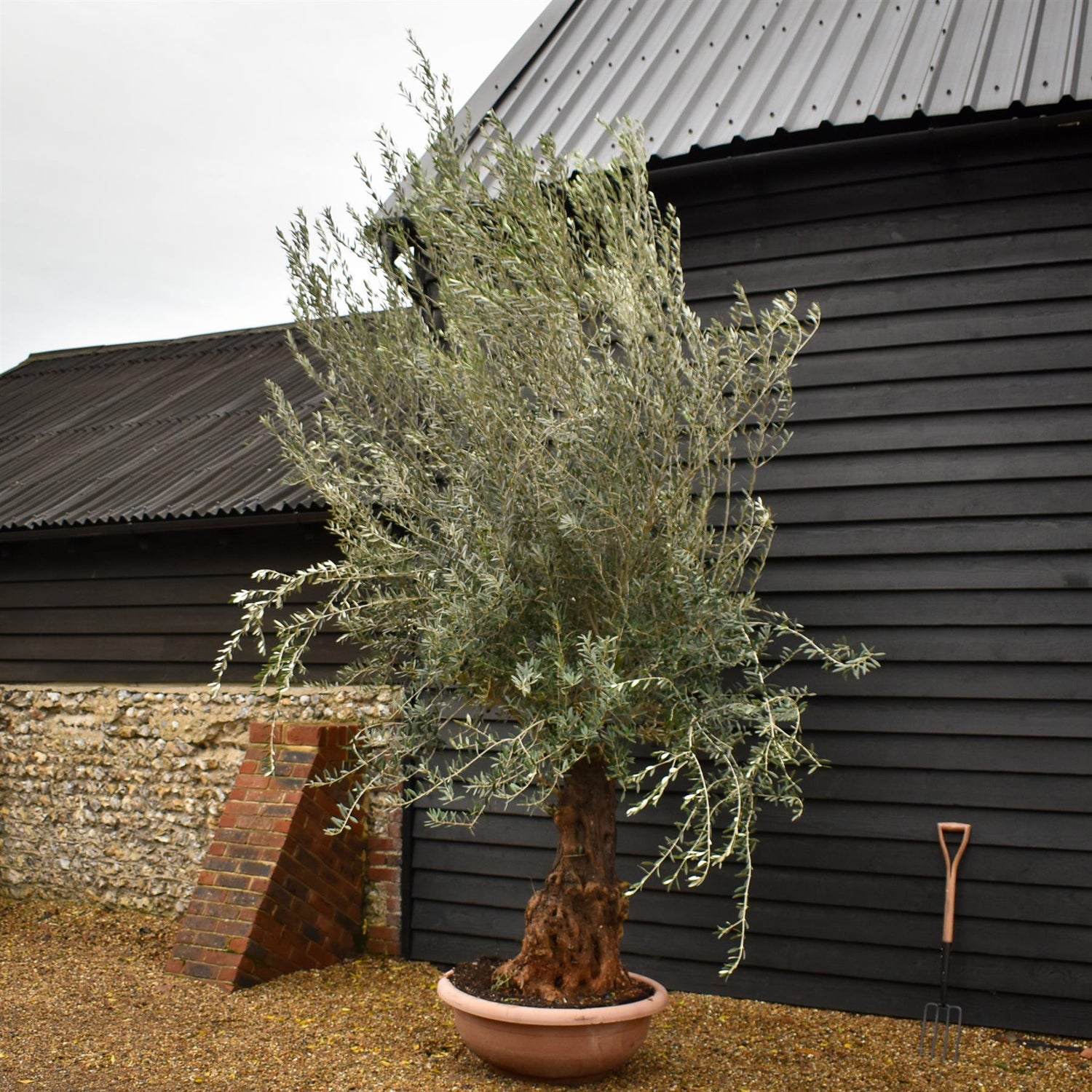 Olive Tree | Olea Europea - Specimen 21A - Bowl - Trunk Height 110m - Height 300-330cm - 90lt