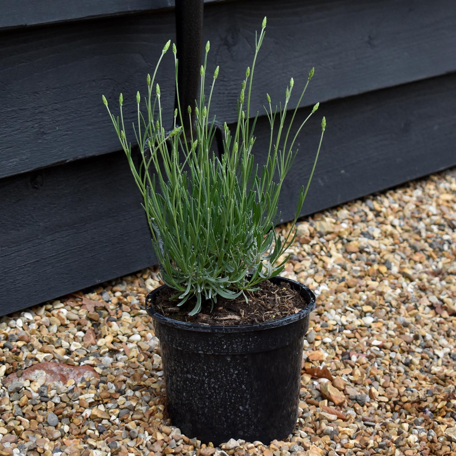 Lavandula x intermedia Phenomenal - 10-30cm, 3lt