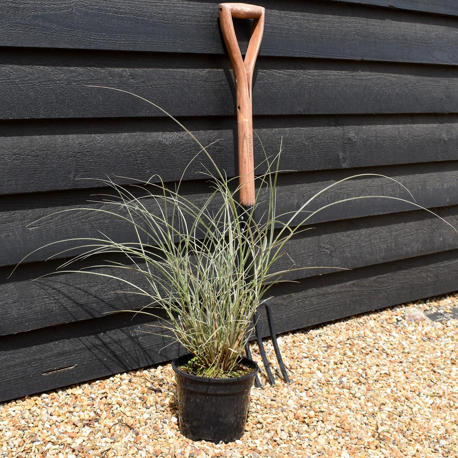 Miscanthus sinensis | Ornamental grass 'Morning Light' - 3lt