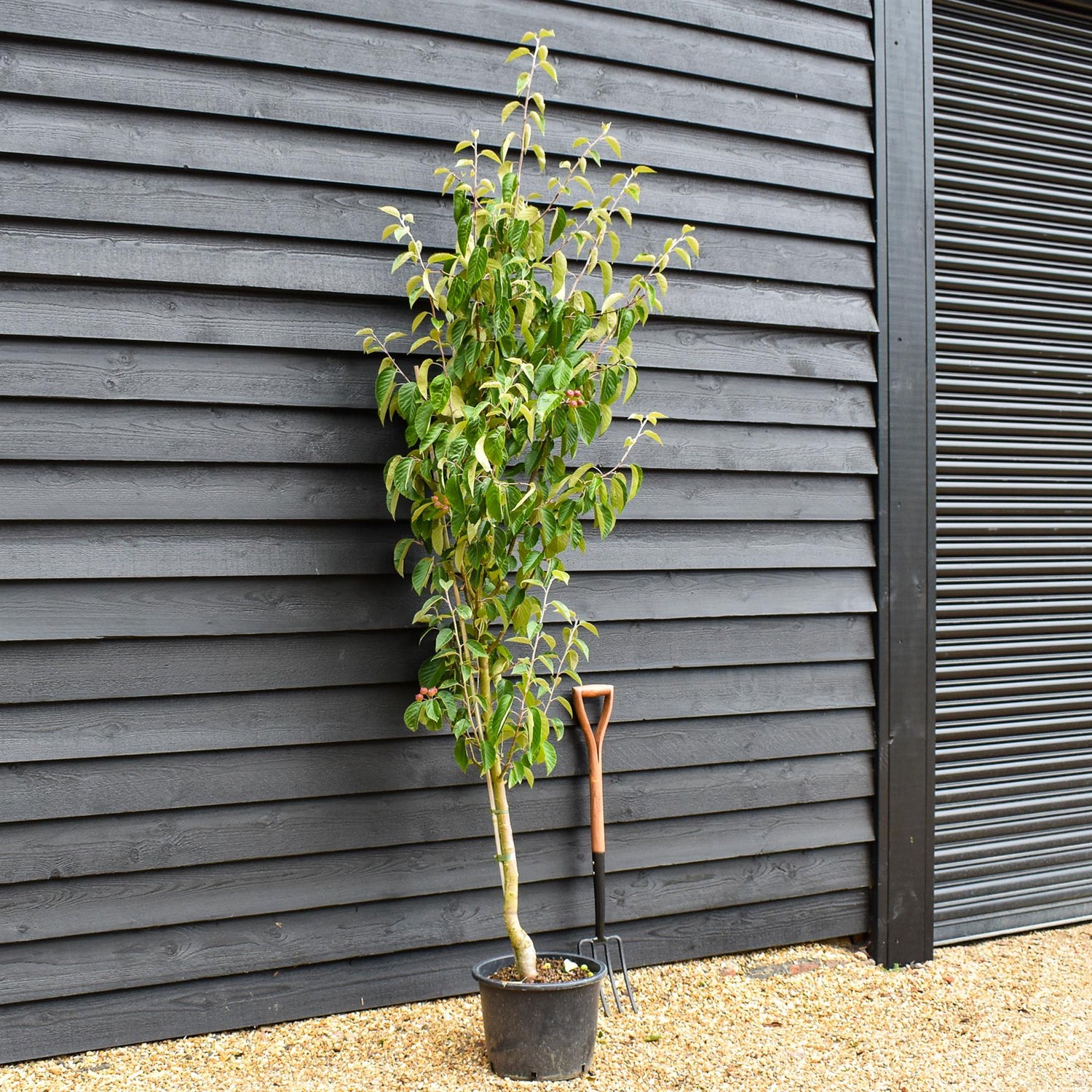 Crab apple | Malus tschonoskii - Height 200-220cm - 20lt