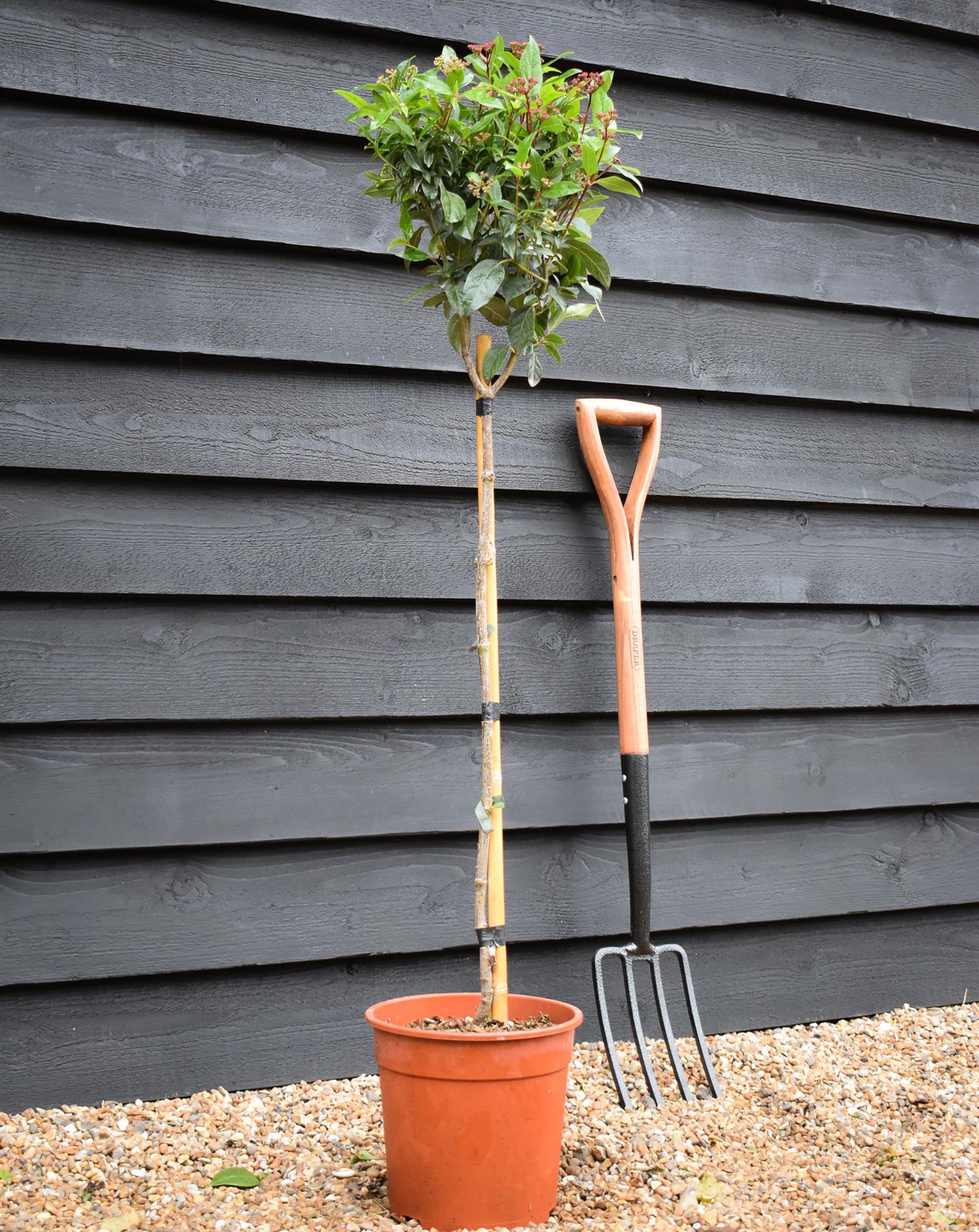 Viburnum tinus Eve Price - Clear Stem - Height 90-100cm - 7lt