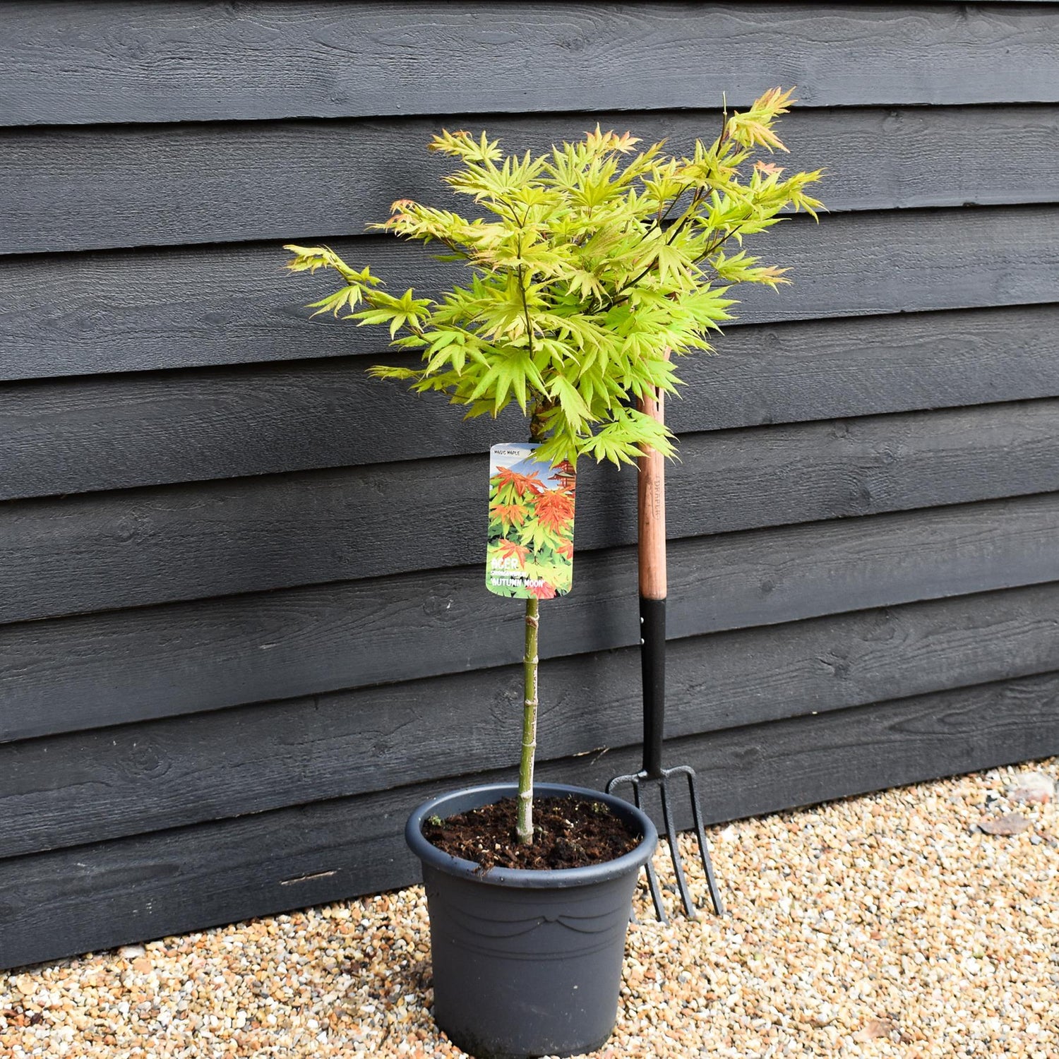 Acer shirasawanum 'Autumn Moon' | Clear Stem 50cm - Height 80-100cm -15lt