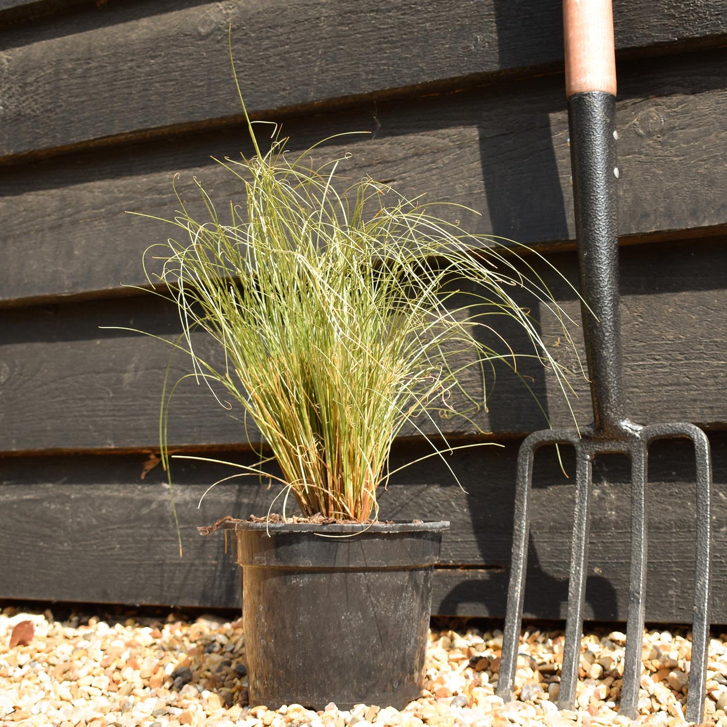 New Zealand Hair sedge |Carex comans 'Frosted Curls' - Grass - Height 15-25cm - 2lt