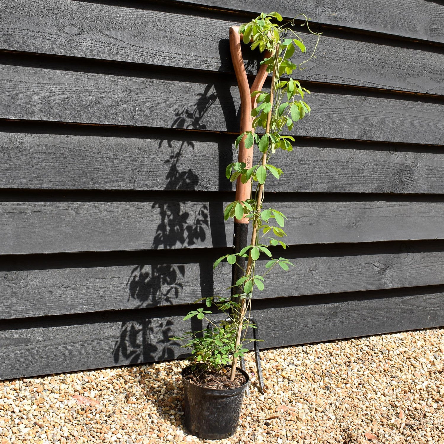Akebia Quinata | Chocolate Vine - Climber - Height 120-160cm - 2lt