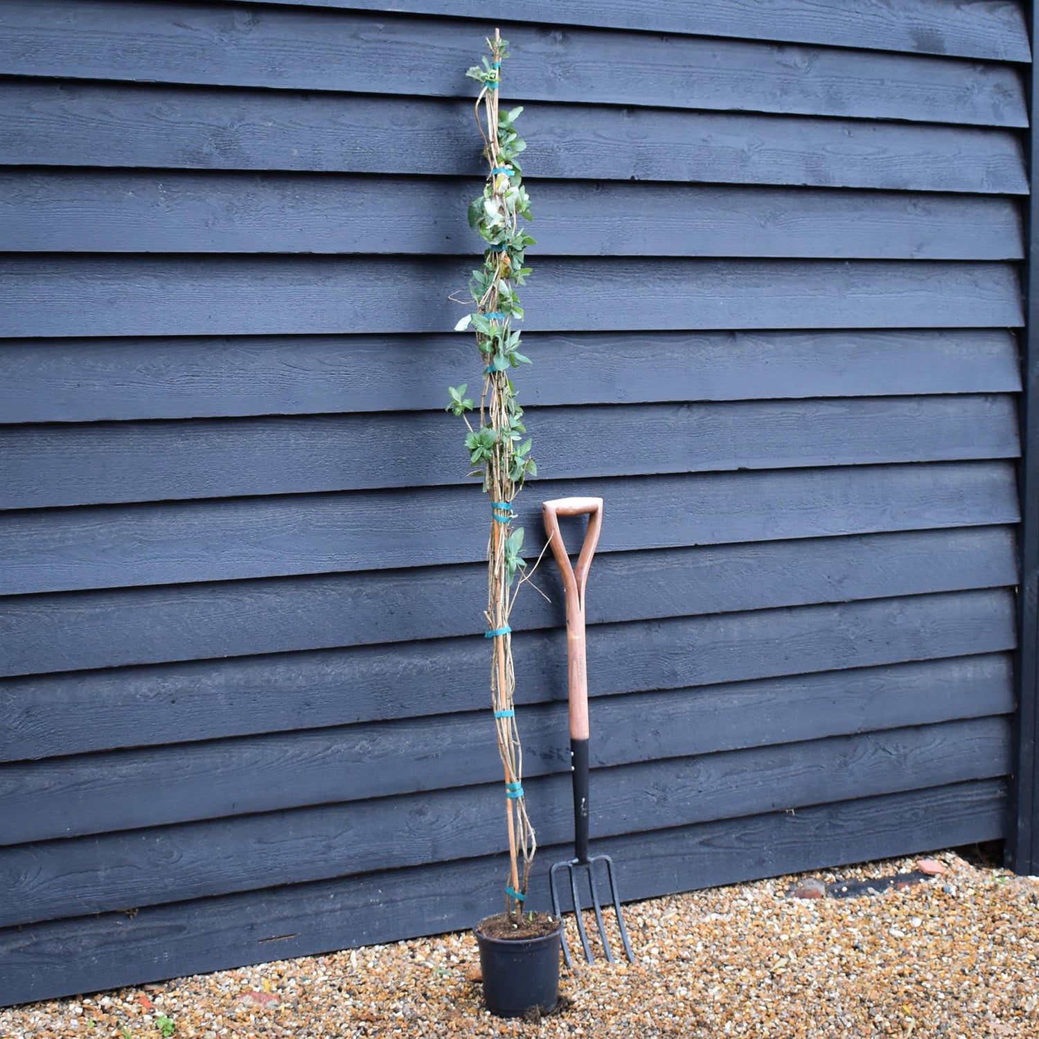 Lonicera x heckrottii 'Gold Flame' | Gold Flame Honeysuckle - 160-170cm - 3lt