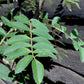 Sorbus cashmiriana | Kashmir Rowan - 170-180cm, 20lt