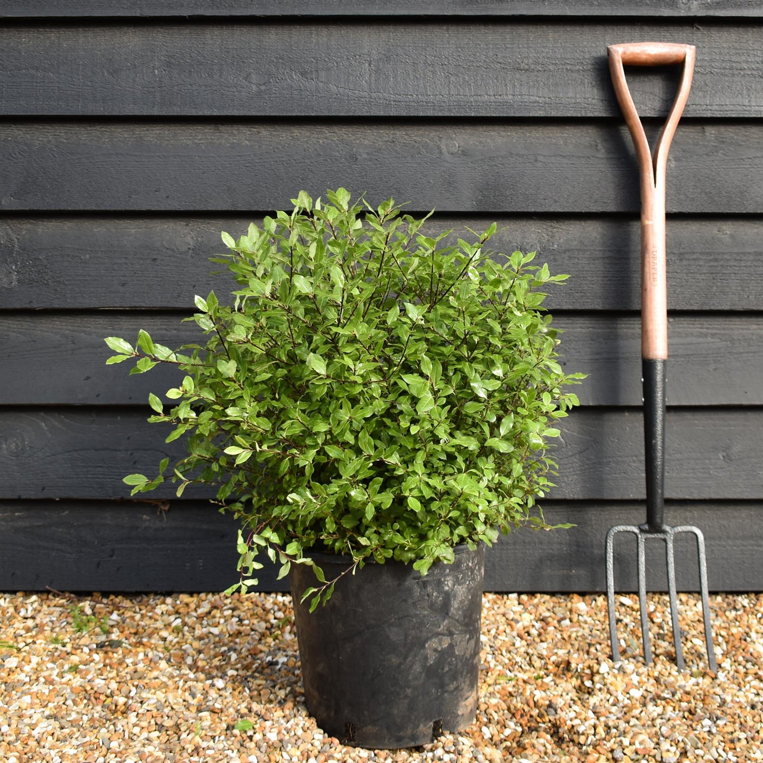 Pittosporum tenuifolium 'Midget' - Height 40-50cm - Width 40-50cm - 10lt