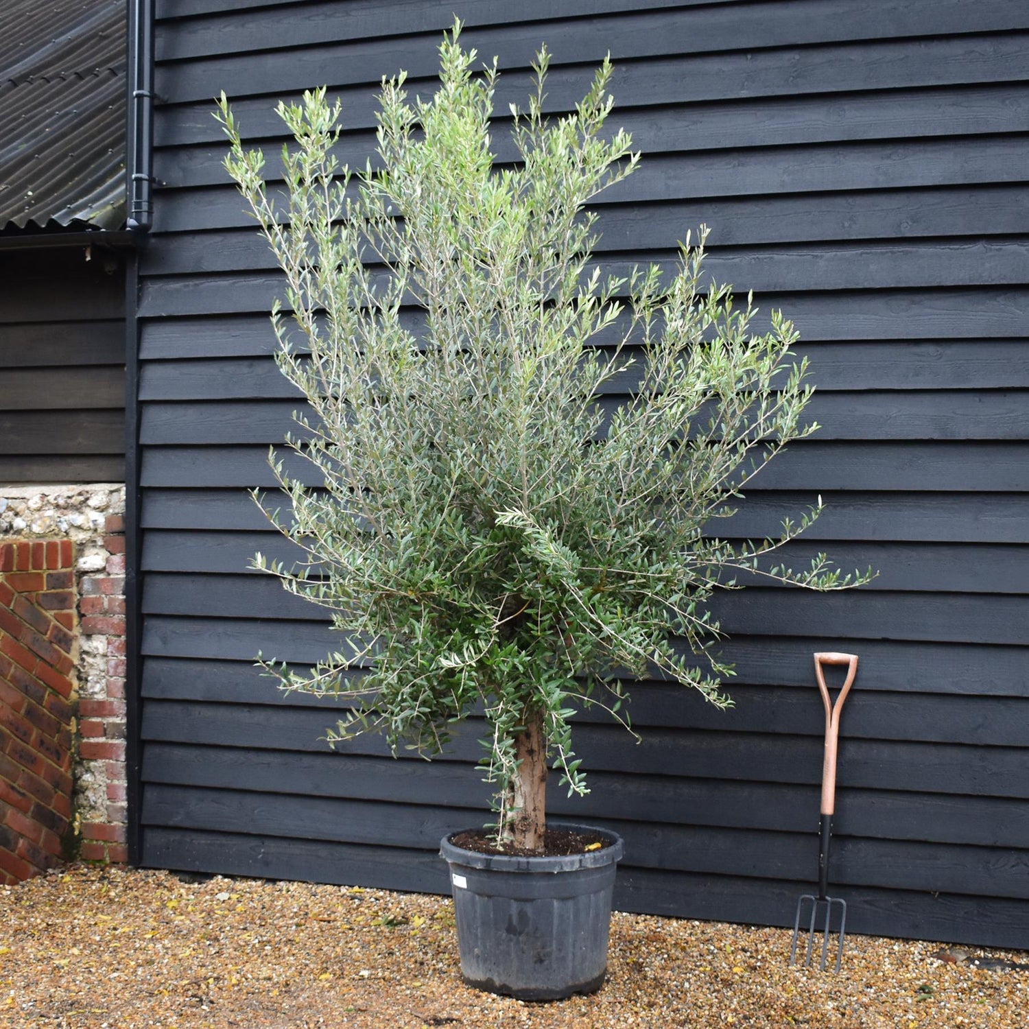 Olive Tree | Olea Europea Specimen 27A - Trunk Height 80cm - Height 220-240cm - 70lt