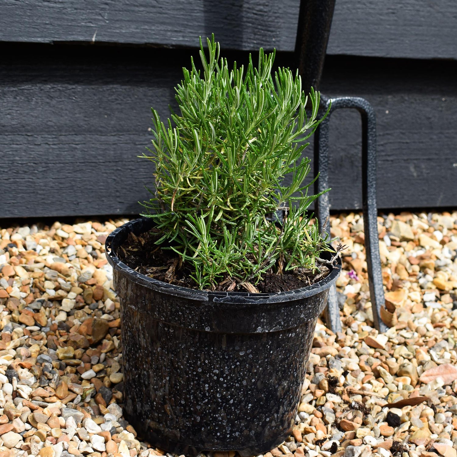 Rosmarinus officinals 'Green Ginger - Height 15-25cm - Bushy - 2lt