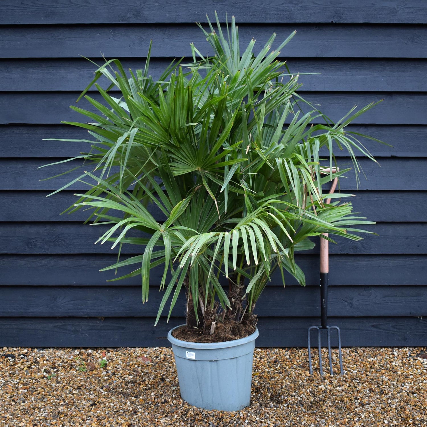 Trachycarpus fortunei - MultiStem - Height 130-150cm - 25lt
