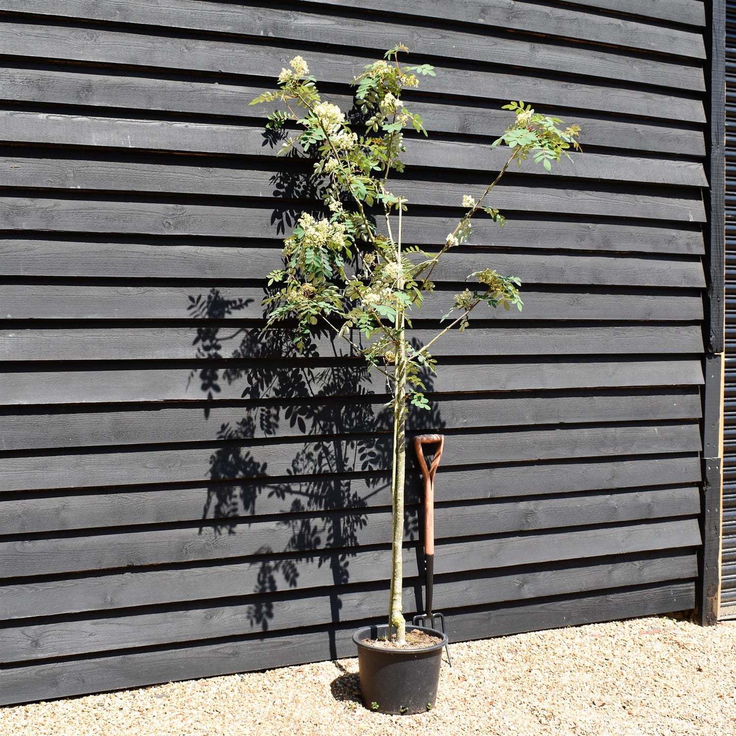Sorbus pseudohupehensis 'Pink Pagoda' | Chinese Mountain Ash - 220-250cm, 20lt